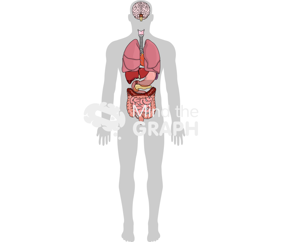 Human systems organs shape Icons, Symbols, Pictures, and Images