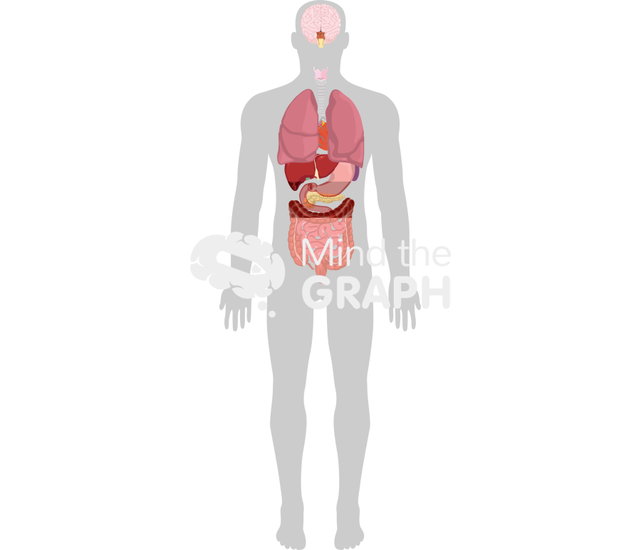 Human systems organs shape Icons, Symbols, Pictures, and Images