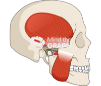 Human temporomandibular joint side cut Icons, Symbols, Pictures, and Images