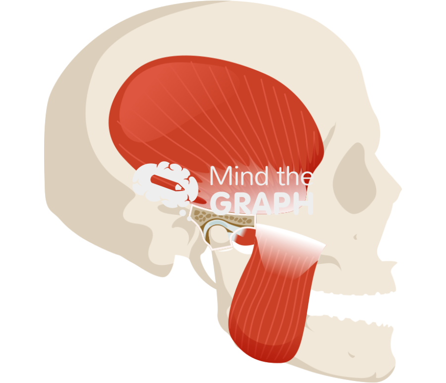 Human temporomandibular joint side cut Icons, Symbols, Pictures, and Images