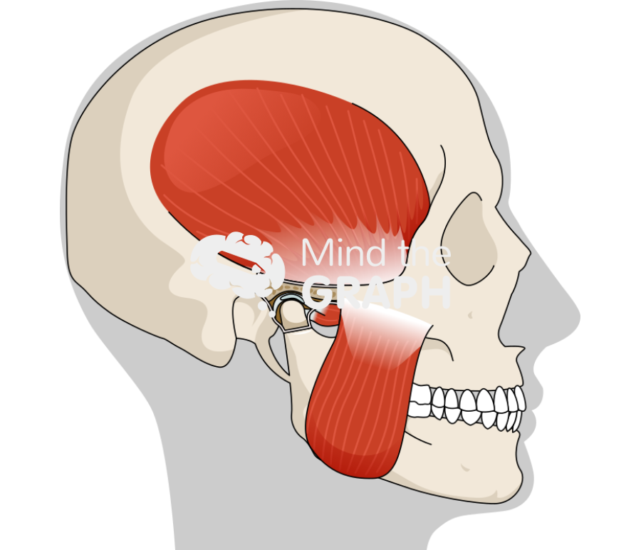 Human temporomandibular joint side cut shape Icons, Symbols, Pictures, and Images