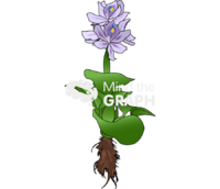 Hyacinth details Icons, Symbols, Pictures, and Images