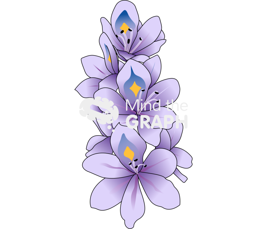 Hyacinth flower Icons, Symbols, Pictures, and Images