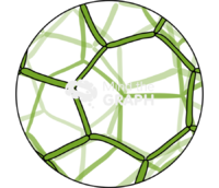 Hydrodictyon reticulatum chlorophyta zoom Icons, Symbols, Pictures, and Images