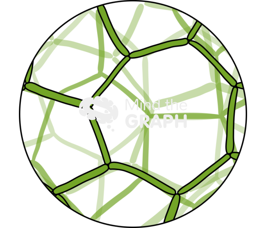 Hydrodictyon reticulatum chlorophyta zoom Icons, Symbols, Pictures, and Images