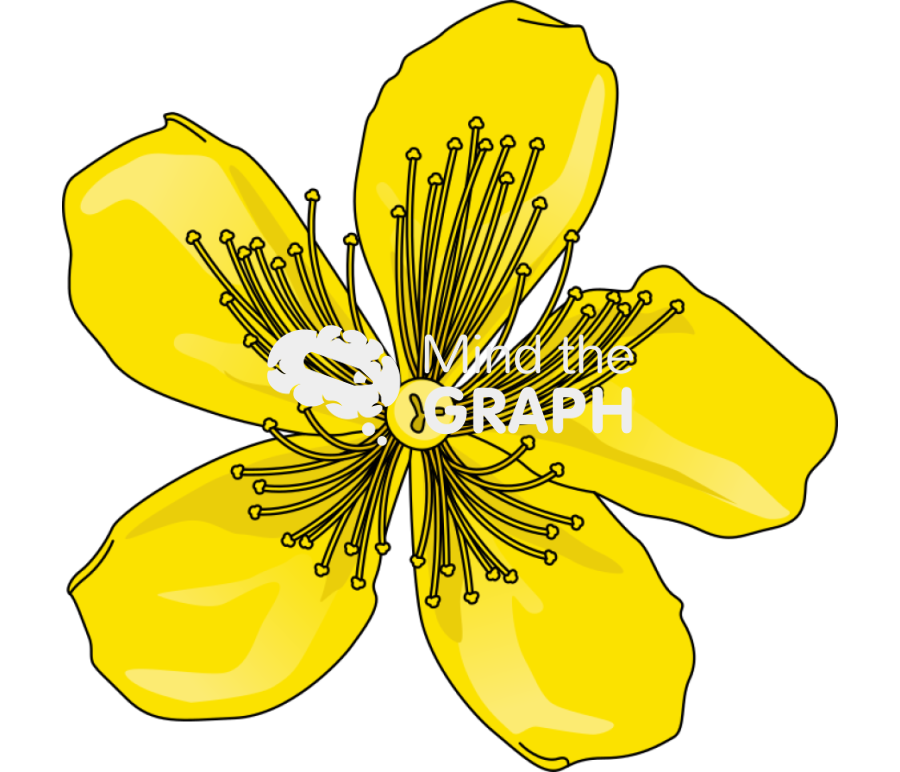 Hypericum flower Icons, Symbols, Pictures, and Images