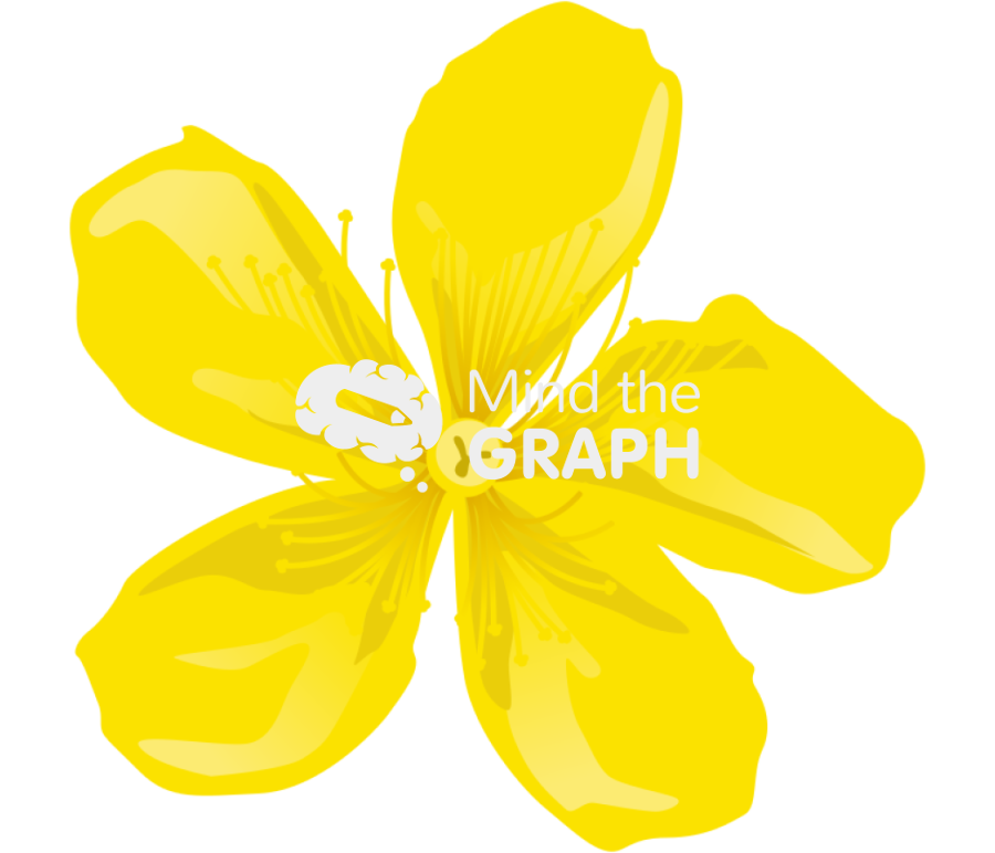 Hypericum flower Icons, Symbols, Pictures, and Images