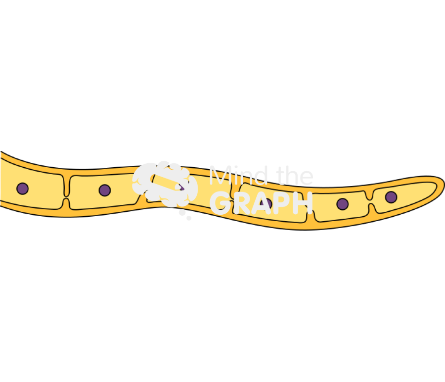 Hypha septate 1 Icons, Symbols, Pictures, and Images