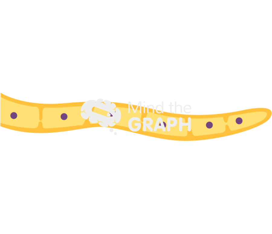 Hypha septate 1 Icons, Symbols, Pictures, and Images