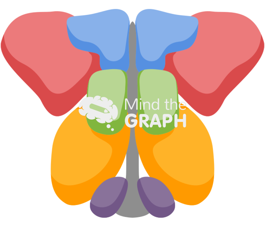 Hypothalamic nuclei mouse brain Icons, Symbols, Pictures, and Images