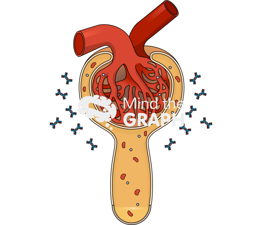 Iga glomerulonephritis Icons, Symbols, Pictures, and Images