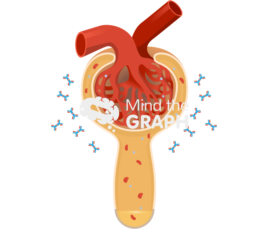 Iga glomerulonephritis Icons, Symbols, Pictures, and Images