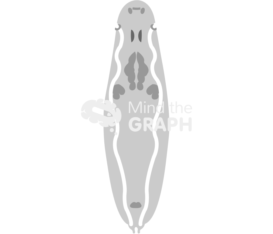 Imaginal discs in larva Icons, Symbols, Pictures, and Images