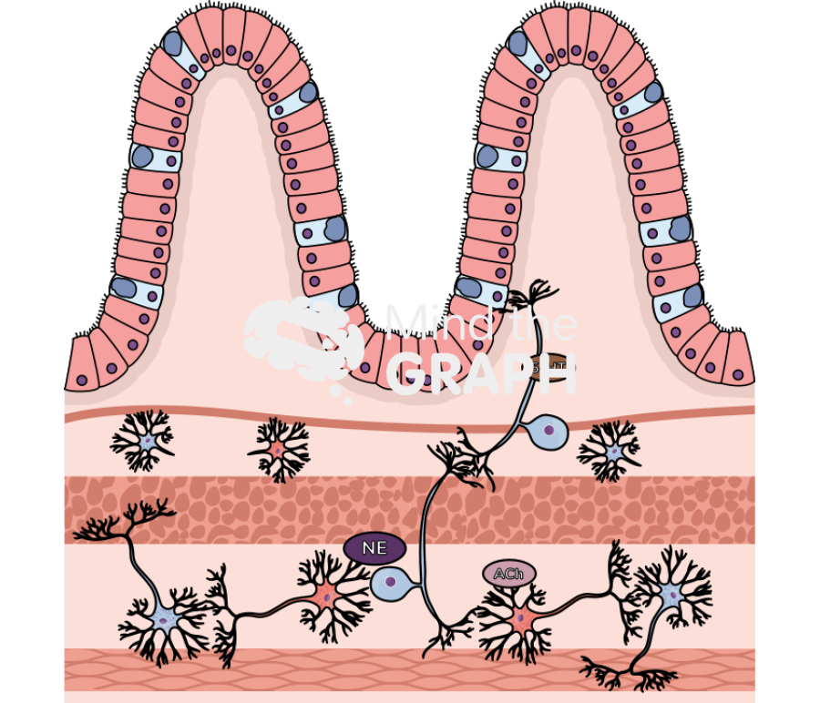 Immune reaction colon wall Icons, Symbols, Pictures, and Images