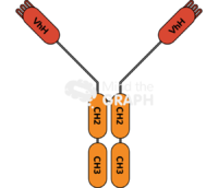 Immunoglobulin hclgg - Edit and Customize Icons of Immunoglobulin hclgg Immunoglobulin hclgg Icons, Symbols, Pictures, and Images