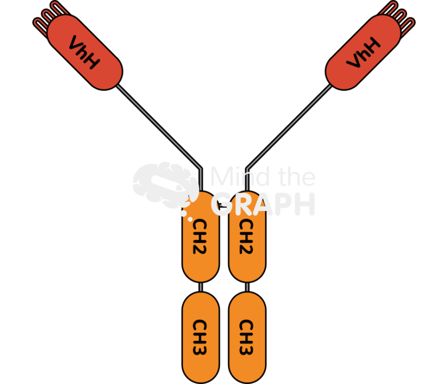 Immunoglobulin hclgg Icons, Symbols, Pictures, and Images