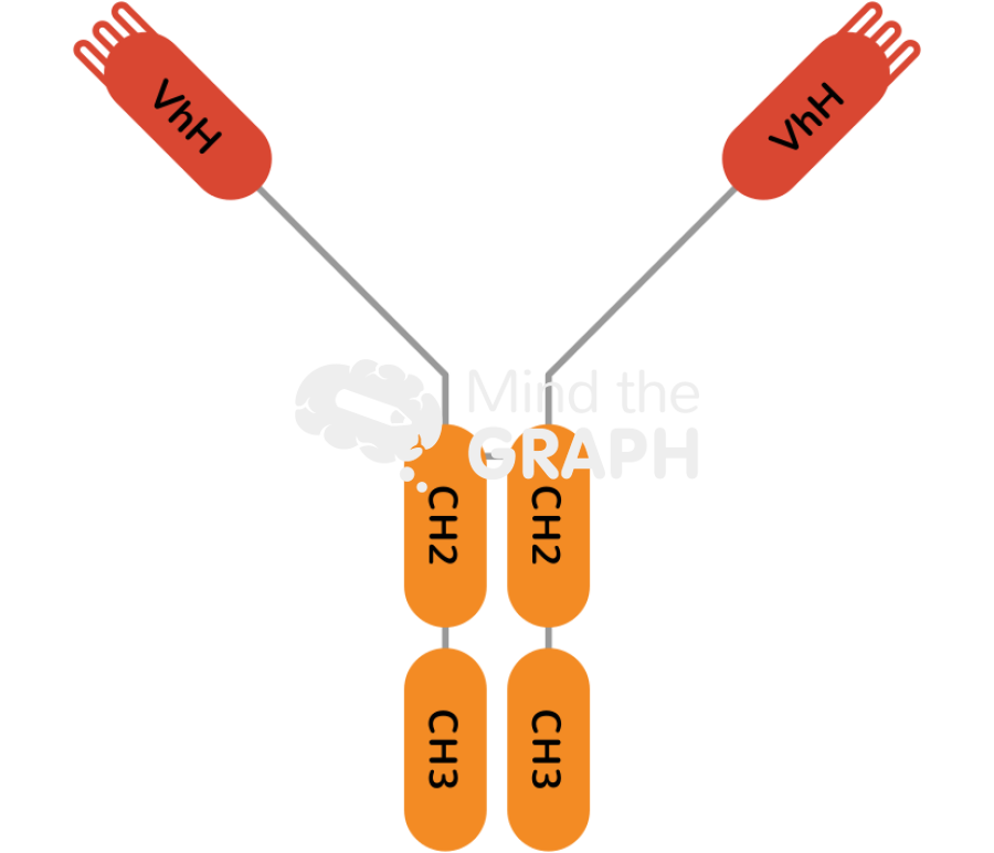 Immunoglobulin hclgg Icons, Symbols, Pictures, and Images