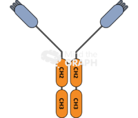 Immunoglobulin hclgg chang - Edit and Customize Icons of Immunoglobulin hclgg chang Immunoglobulin hclgg chang Icons, Symbols, Pictures, and Images