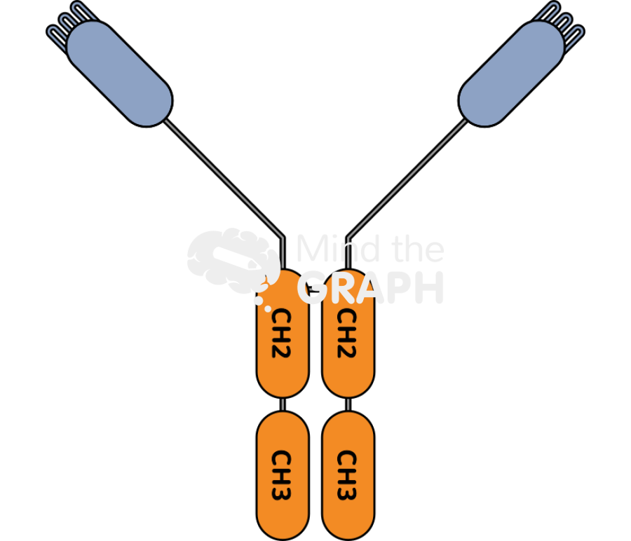 Immunoglobulin hclgg chang Icons, Symbols, Pictures, and Images