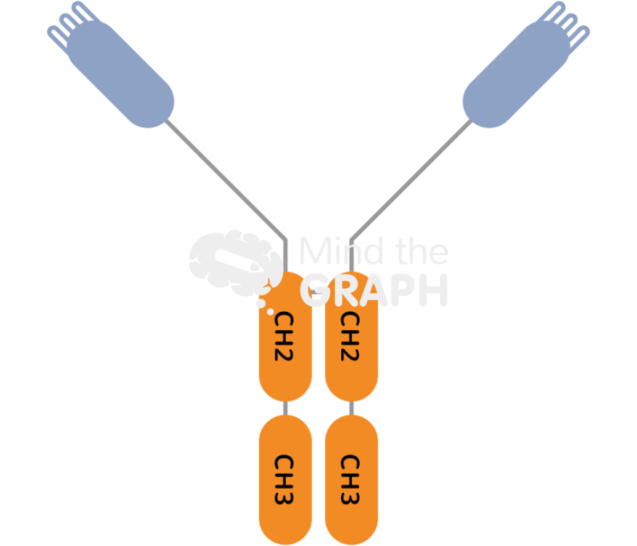 Immunoglobulin hclgg chang Icons, Symbols, Pictures, and Images