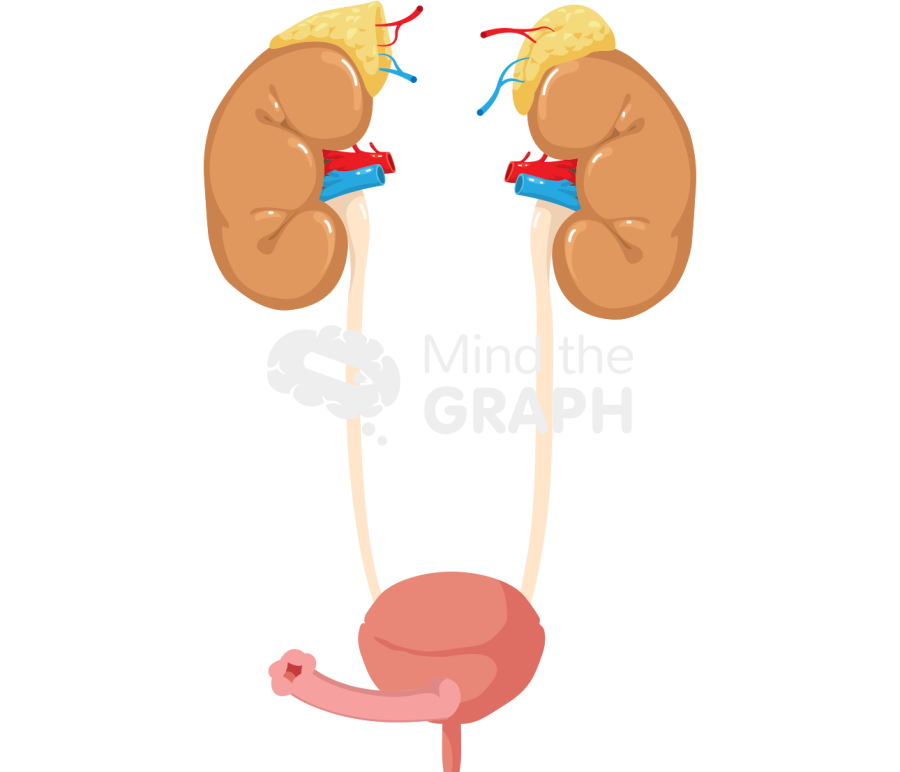 Indiana pouch surgery kidney small intestine Icons, Symbols, Pictures, and Images