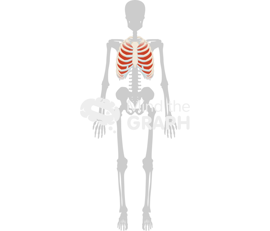 Intercostal muscles skeleton front Icons, Symbols, Pictures, and Images