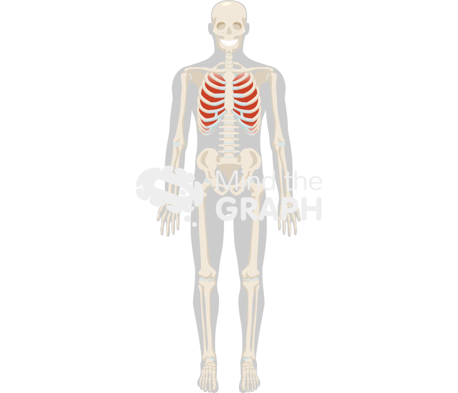 Intercostal muscles skeleton full body front Icons, Symbols, Pictures, and Images