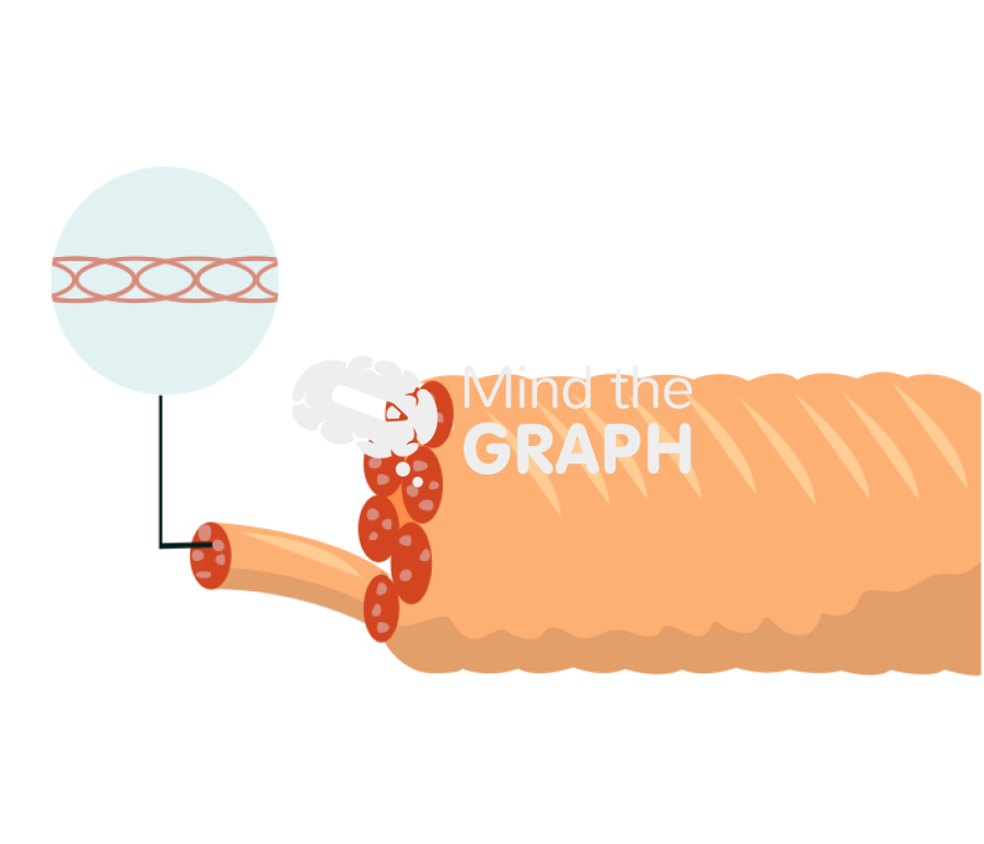 Intermediate filament Icons, Symbols, Pictures, and Images