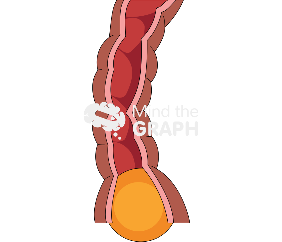 Intestinal food peristalsis 3 Icons, Symbols, Pictures, and Images