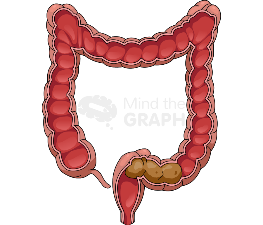 Intestine large cut stool 3 Icons, Symbols, Pictures, and Images