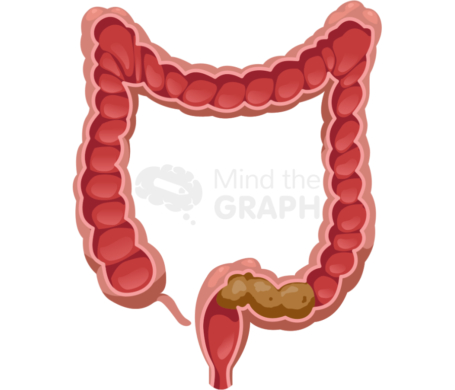 Intestine large cut stool 3 Icons, Symbols, Pictures, and Images