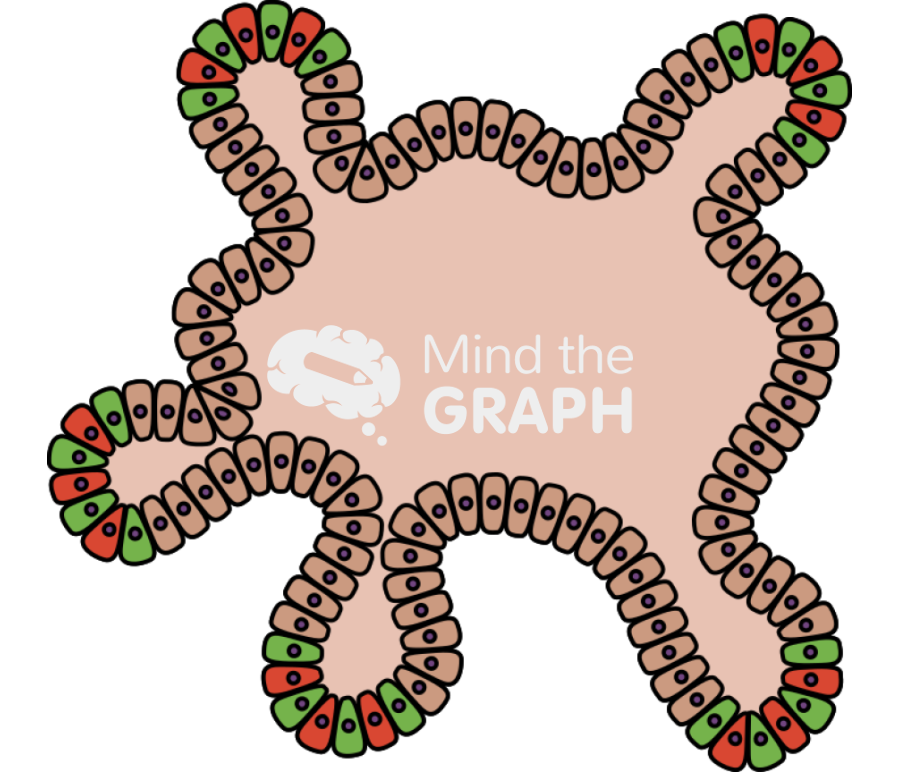 Intestine organoid Icons, Symbols, Pictures, and Images