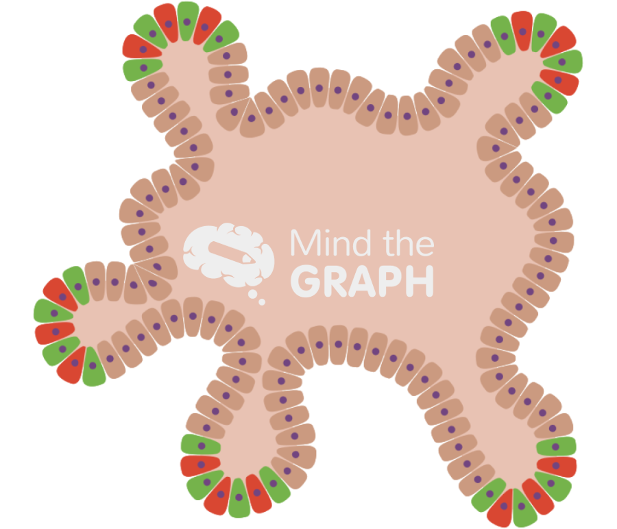 Intestine organoid Icons, Symbols, Pictures, and Images