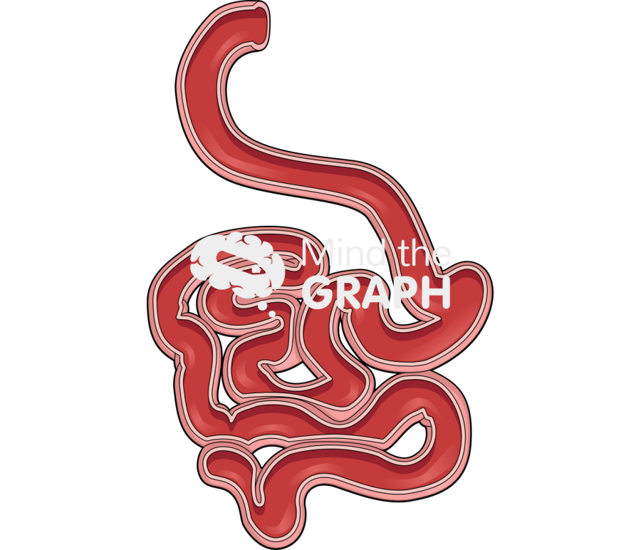 Intestine small cut Icons, Symbols, Pictures, and Images