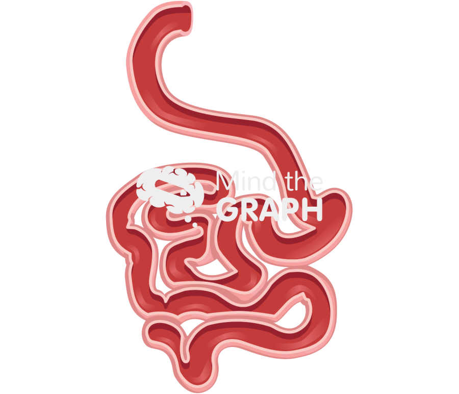 Intestine small cut Icons, Symbols, Pictures, and Images