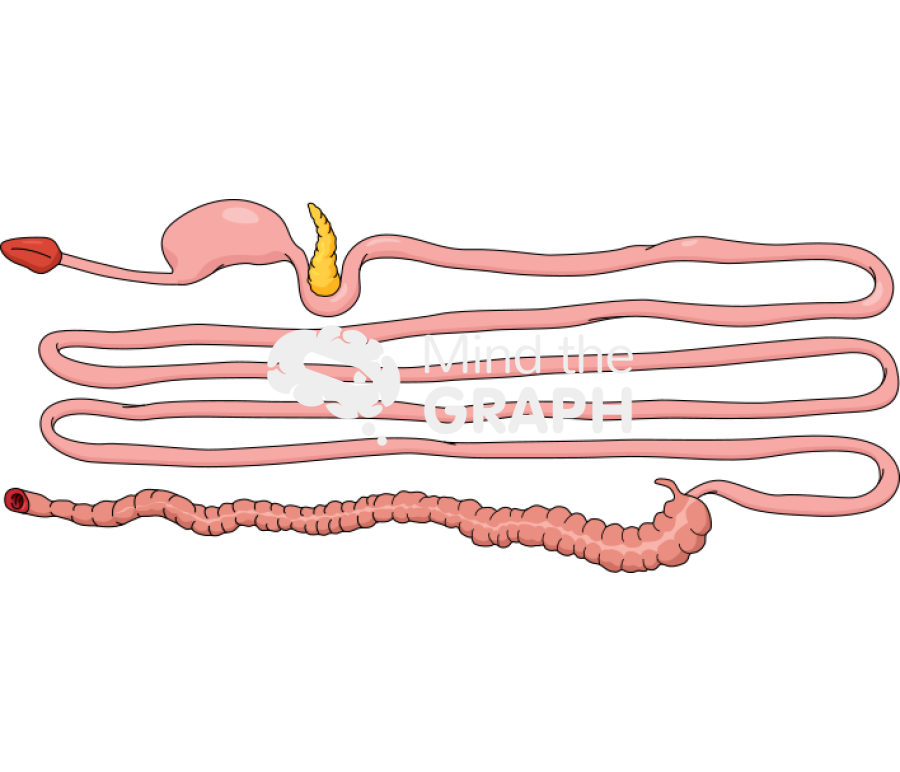 Intestine stretched Icons, Symbols, Pictures, and Images