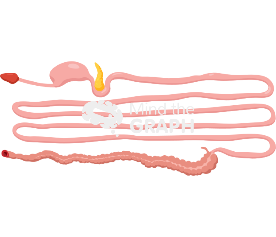 Intestine stretched Icons, Symbols, Pictures, and Images