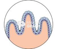 Intestine tissue Icons, Symbols, Pictures, and Images