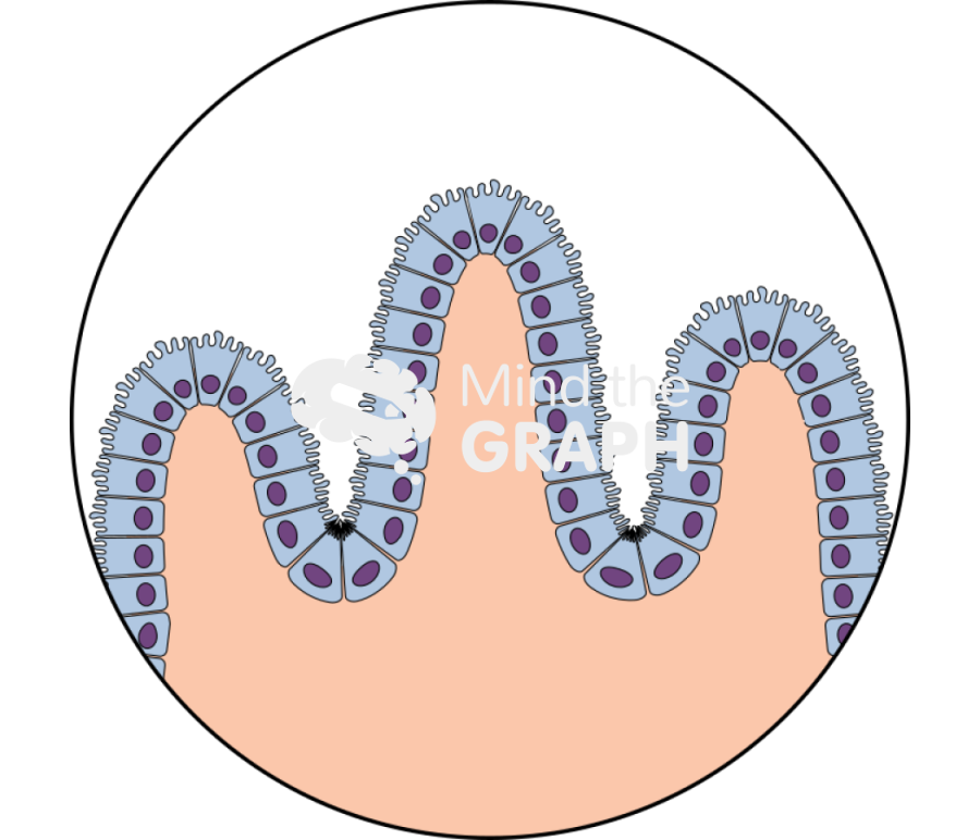 Intestine tissue Icons, Symbols, Pictures, and Images