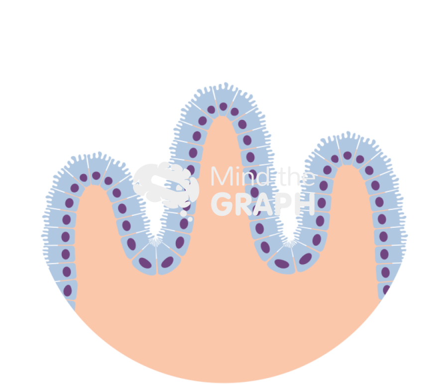 Intestine tissue Icons, Symbols, Pictures, and Images