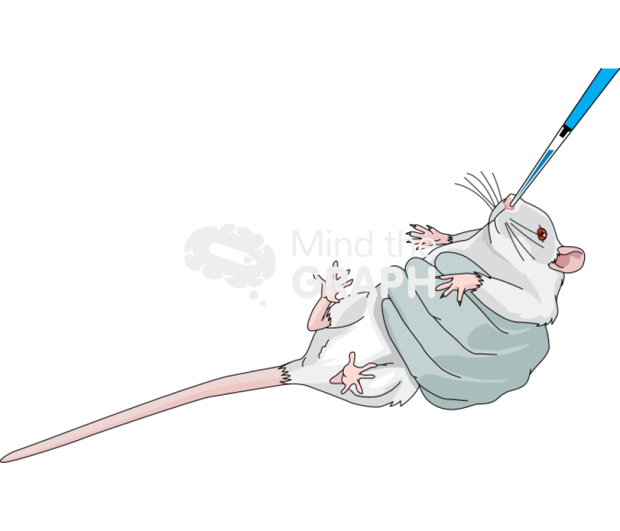 Intranasal route drug administration rat Icons, Symbols, Pictures, and Images
