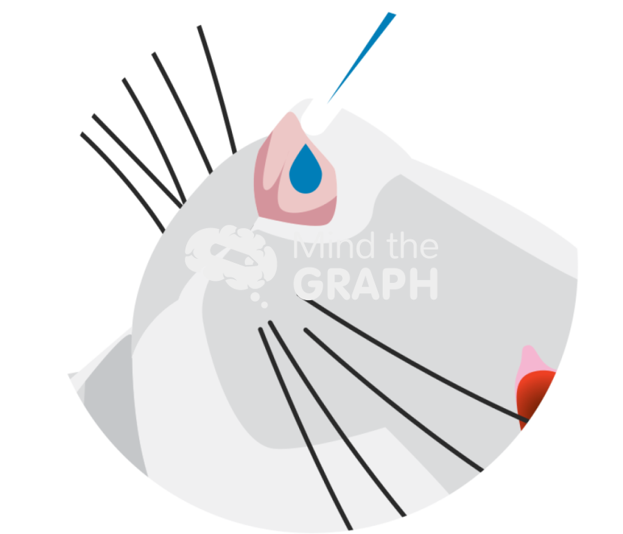 Intranasal route drug administration rat zoom Icons, Symbols, Pictures, and Images