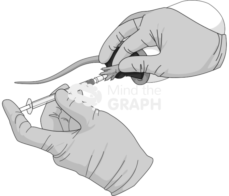 Intraplantar injection c57bi6 Icons, Symbols, Pictures, and Images