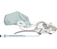 Intrathecal injection mice - Edit and Customize Icons of Intrathecal injection mice Intrathecal injection mice Icons, Symbols, Pictures, and Images