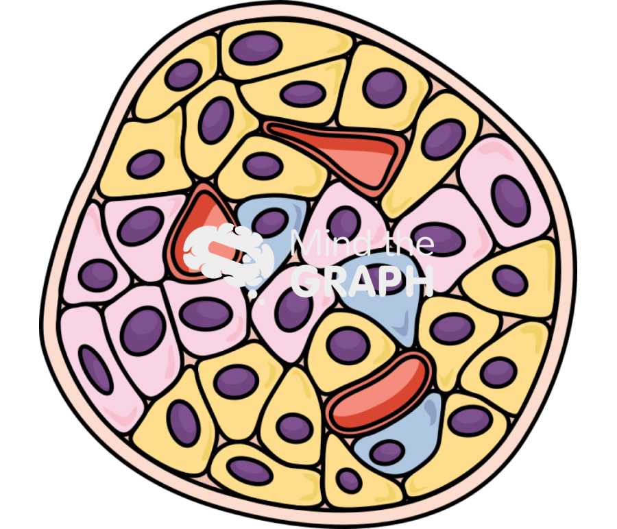 Islet of langerhans Icons, Symbols, Pictures, and Images