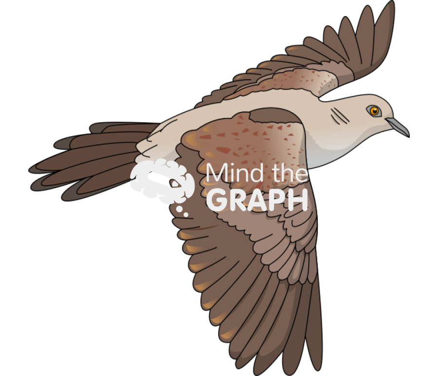 Juvenile european turtle dove fly Icons, Symbols, Pictures, and Images