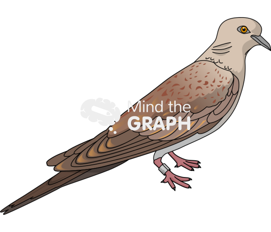 Juvenile european turtle dove identification ring Icons, Symbols, Pictures, and Images