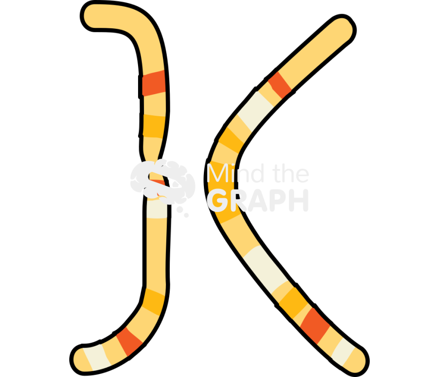 Karyotype 1 Icons, Symbols, Pictures, and Images