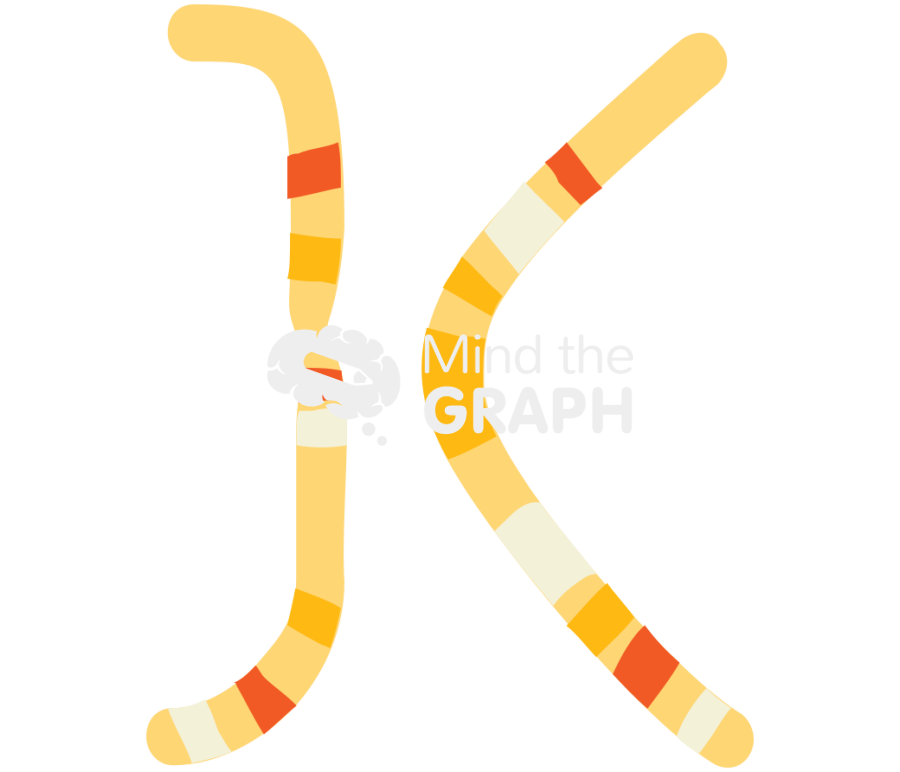 Karyotype 1 Icons, Symbols, Pictures, and Images