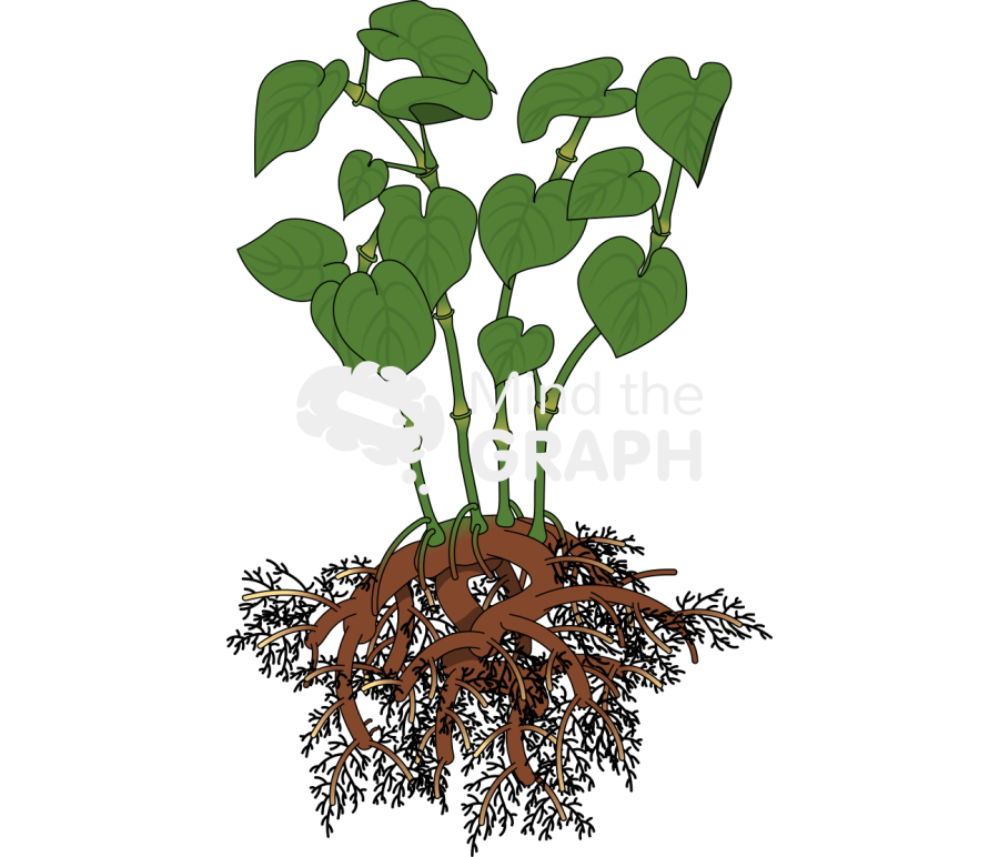 Kava plant Icons, Symbols, Pictures, and Images